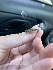 Diplacodes trivialis