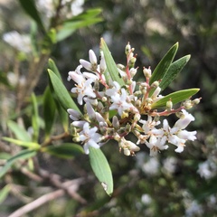 Leucopogon parviflorus