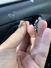 Diplacodes trivialis