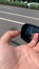Diplacodes trivialis