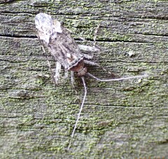 Phytocoris