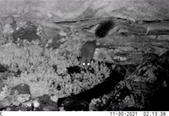 Phascogale tapoatafa
