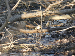 Motacilla cinerea