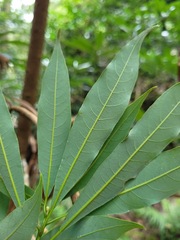 Litsea acuminata