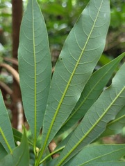 Litsea acuminata