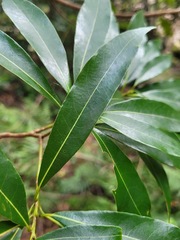 Litsea acuminata