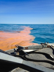 Noctiluca scintillans