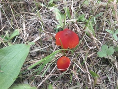Hygrocybe cuspidata