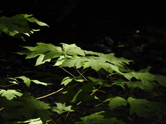 Acer macrophyllum