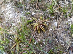 Pinguicula alpina