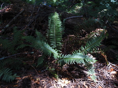 Polystichum munitum