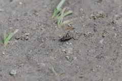 Gryllus campestris
