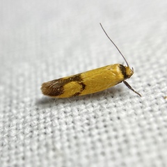 Plectobela ecliptica