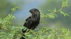 Crotophaga sulcirostris