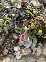 Erigeron uniflorus