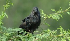 Crotophaga sulcirostris