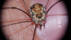 Leiobunum limbatum
