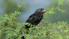 Crotophaga sulcirostris