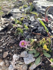 Erigeron uniflorus