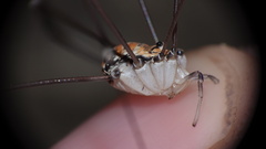 Leiobunum limbatum
