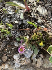 Erigeron uniflorus