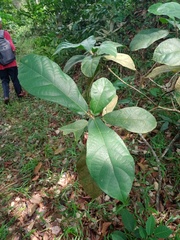 Ficus aurata