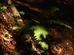 Dryopteris arguta
