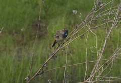 Luscinia svecica