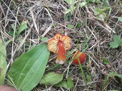 Hygrocybe cuspidata
