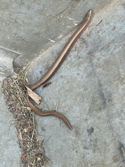 Anguis fragilis