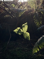 Trillium ovatum