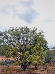 Senna artemisioides coriacea