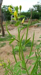 Cleome viscosa