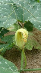 Cucurbita