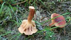 Lactarius rufus