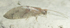 Micromus africanus