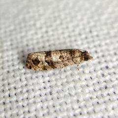 Lobesia peltophora