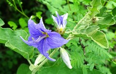 Solanum houstonii