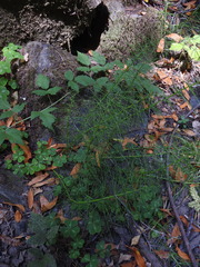 Equisetum telmateia