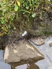 Montia bostockii