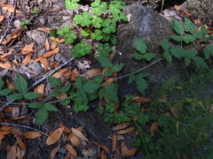 Rubus ursinus