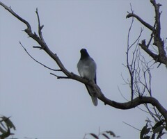 Coracina novaehollandiae