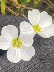 Montia bostockii