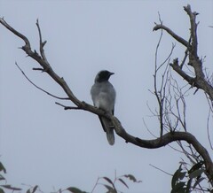 Coracina novaehollandiae