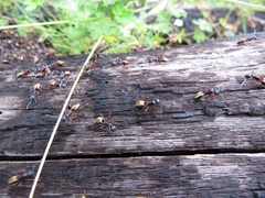 Dolichoderus doriae