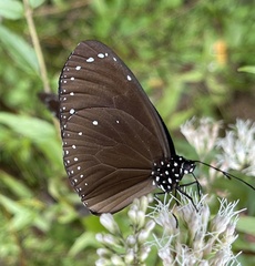 Euploea tulliolus koxinga