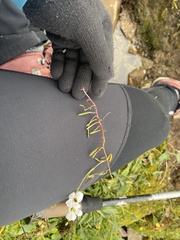 Montia bostockii
