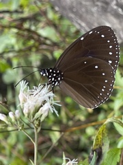 Euploea tulliolus koxinga
