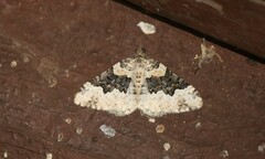 Epirrhoe galiata
