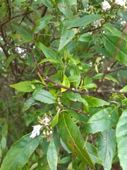 Prostanthera lasianthos